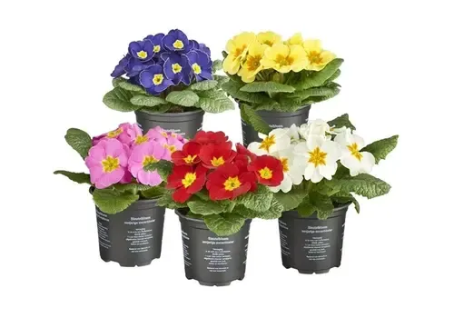 Junai.nl Primula acaulis | Gemengde kleuren | 11 cm hoog | 9 cm pot | per stuk