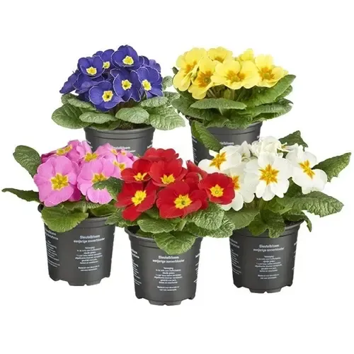 Junai.nl Primula acaulis | Gemengde kleuren | 11 cm hoog | 9 cm pot | per stuk