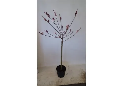 Junai.nl Salix gracilistyla 'Mount Aso' op stam | 80 cm hoog | 17 cm pot