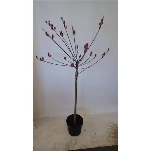 Junai.nl Salix gracilistyla 'Mount Aso' op stam | 80 cm hoog | 17 cm pot
