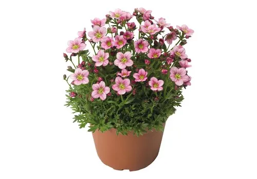 Junai.nl Saxifraga arendsii Alpino Rose | 20 cm hoog | 12 cm pot