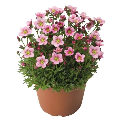 Junai.nl Saxifraga arendsii Alpino Rose | 20 cm hoog | 12 cm pot