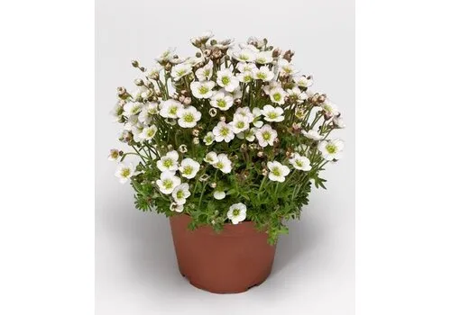 Junai.nl Saxifraga arendsii Alpino White | 16 cm hoog | 13 cm pot