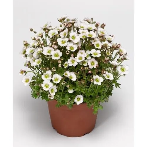 Junai.nl Saxifraga arendsii Alpino White | 16 cm hoog | 13 cm pot