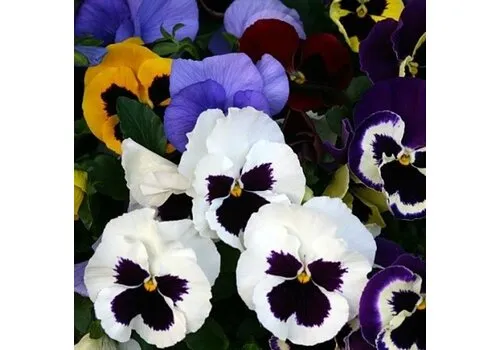 JUNAVERA Viool | Delta | grootbloemig | mix kleuren | 9 cm pot | ca. 10 cm hoog | per stuk