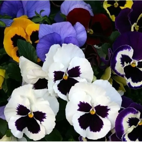 JUNAVERA Viool | Delta | grootbloemig | mix kleuren | 9 cm pot | ca. 10 cm hoog | per stuk