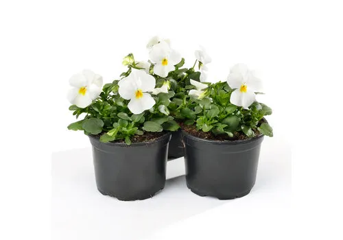 JUNAVERA Viola cornuta 'True White' kleinbloemig | 12 cm hoog | 9 cm pot