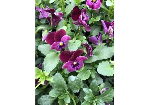 Junai.nl Viola cornuta 'Carmine' | kleinbloemig viooltje | 12 cm hoog | 9 cm pot