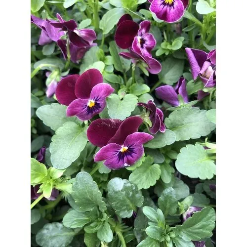 Junai.nl Viola cornuta 'Carmine' | kleinbloemig viooltje | 12 cm hoog | 9 cm pot