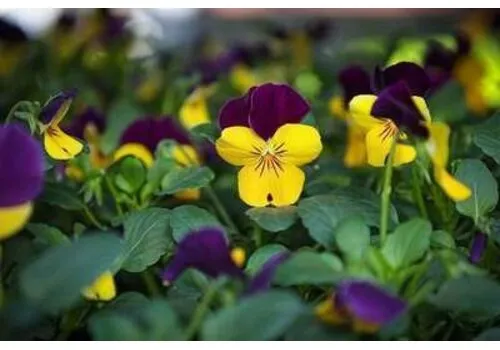 Junai.nl Viola cornuta | bosviooltje | geel en paars | 12 cm hoog | 9 cm pot