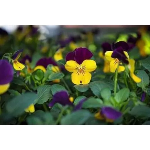 JUNAVERA Viola cornuta | bosviooltje | geel en paars | 12 cm hoog | 9 cm pot