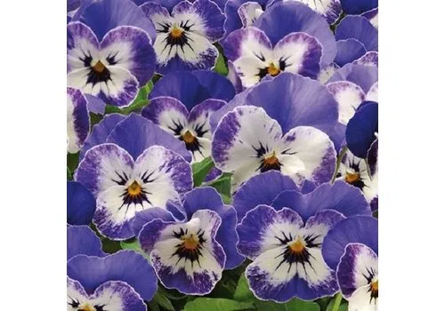 Junai.nl Viola cornuta | Delft Blue | 12 cm hoog | 9 cm pot