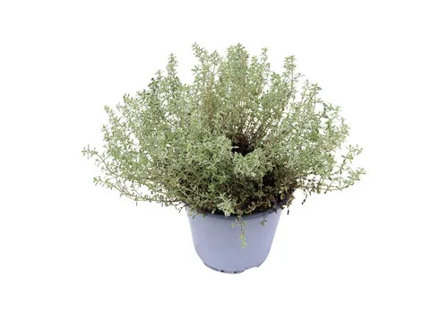 Junai.nl Thymus citriodorus 'Silver Queen' | Citroentijm | 25 cm hoog | 14 cm pot