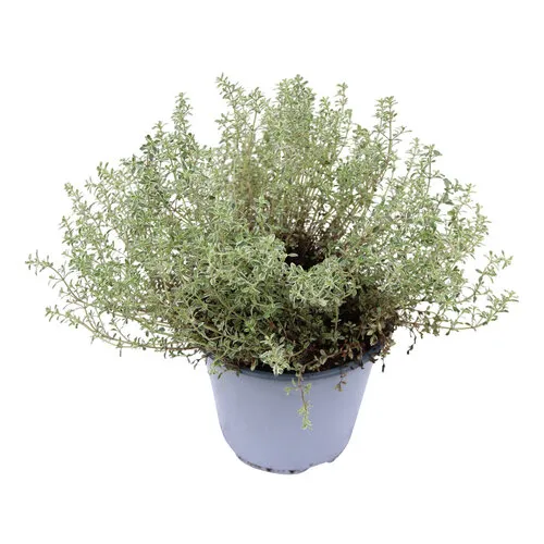 Junavera Thymus citriodorus 'Silver Queen' | Citroentijm | 25 cm hoog | 14 cm pot