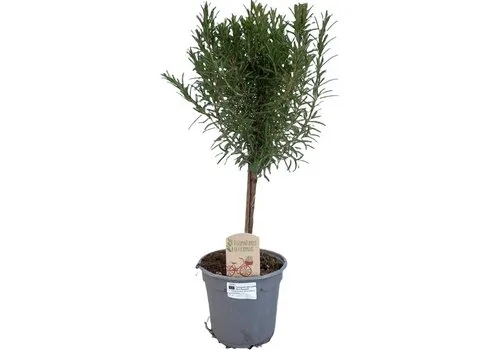 JUNAVERA Rozemarijn op stam | 45 cm hoog | 14 cm pot