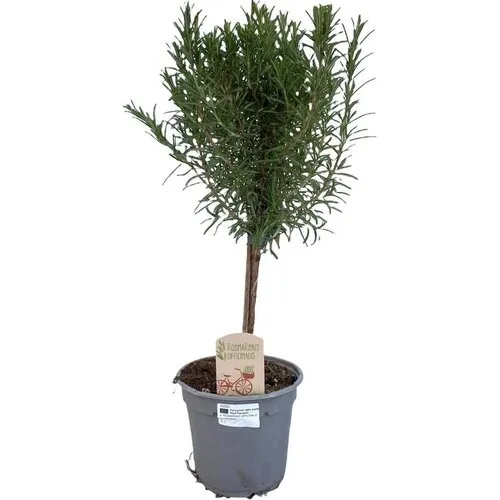 JUNAVERA Rozemarijn op stam | 45 cm hoog | 14 cm pot