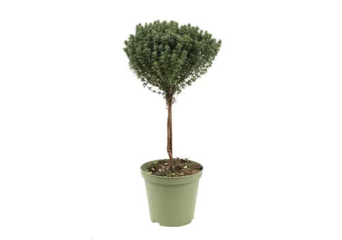 JUNAVERA Thymus | Thijm op stam | 45 cm hoog | 14 cm pot