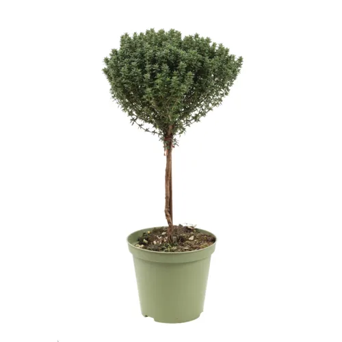 JUNAVERA Thymus | Thijm op stam | 45 cm hoog | 14 cm pot