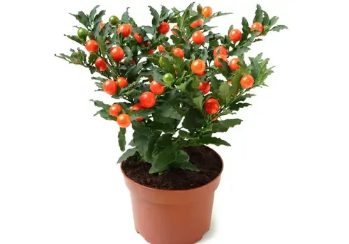 Junai.nl Solanum pseudocapsicum | Oranjeboompje | 27 cm hoog | 12 cm pot