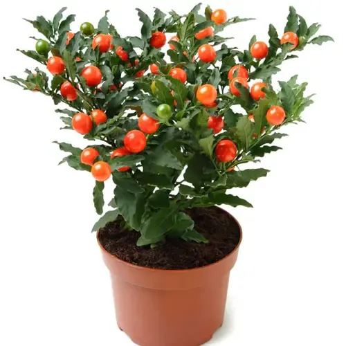 JUNAVERA Solanum pseudocapsicum | Oranjeboompje | 27 cm hoog | 12 cm pot