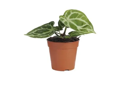 Junai.nl Anthurium Silver Blush | Terrariumplant | 12 cm pot | 35 cm hoog