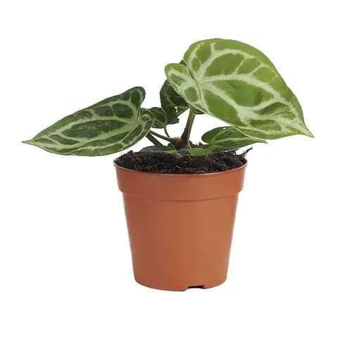 Junai.nl Anthurium Silver Blush | Terrariumplant | 12 cm pot | 35 cm hoog