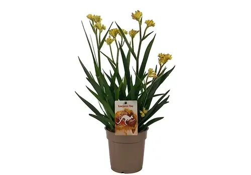 Junai.nl Anigozanthos geel | 12 cm pot | 37 cm hoog