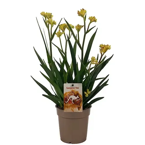 Junai.nl Anigozanthos geel | 12 cm pot | 37 cm hoog