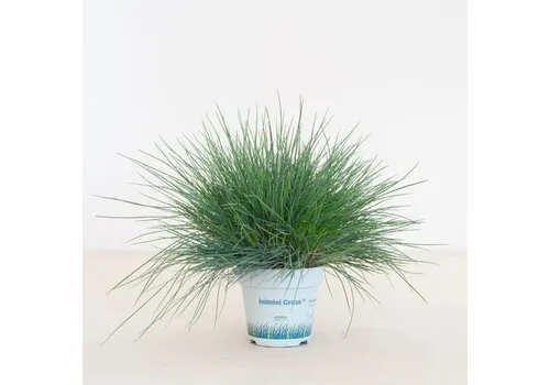 Junai.nl Festuca glauca 'Compacta Blue' | 20 cm hoog | 10 cm pot