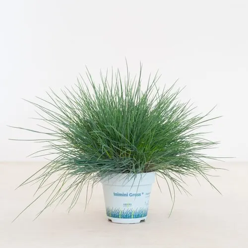 Junai.nl Festuca glauca 'Compacta Blue' | 20 cm hoog | 10 cm pot