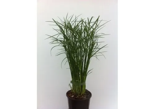 Junai.nl Cyperus 'Jela' | 12 cm pot | 50 cm hoog