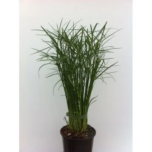 Junai.nl Cyperus 'Jela' | 12 cm pot | 50 cm hoog