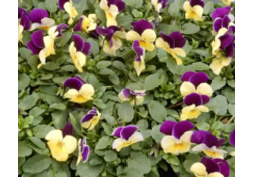 Junai.nl Viola cornuta ‘Marina’ | Hoornviooltje | 12 cm hoog | 9 cm pot