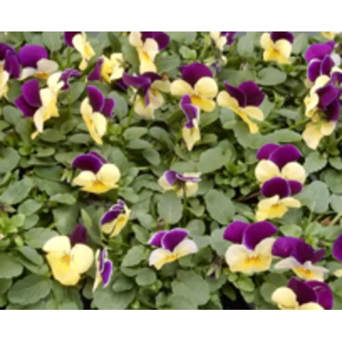 Junai.nl Viola cornuta ‘Marina’ | Hoornviooltje | 12 cm hoog | 9 cm pot