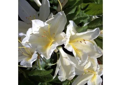 Junai.nl Rhododendron | Knaphill azalea wit | ca. 40–60 cm hoog | 23 cm pot