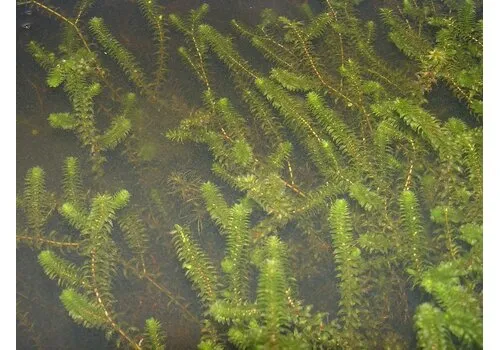 Moerings Elodea canadensa | Brede Waterpest | In P9 Pot Geleverd in Beker