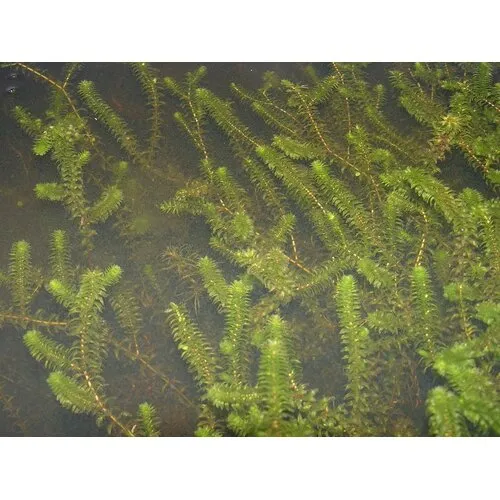 Moerings Elodea canadensa | Brede Waterpest | In P9 Pot Geleverd in Beker