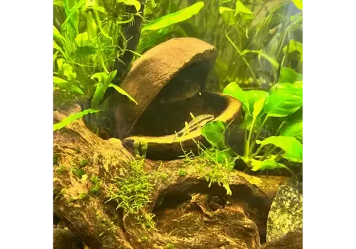 CeramicNature Palm Pods harde noot decoratie