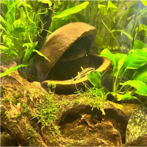 CeramicNature Palm Pods harde noot decoratie