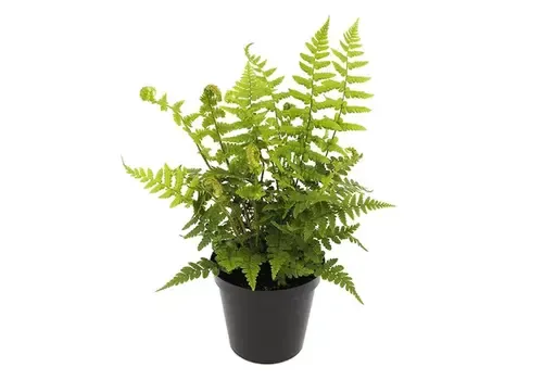 Junai.nl Dryopteris affinis | 20 cm hoog | 10 cm pot
