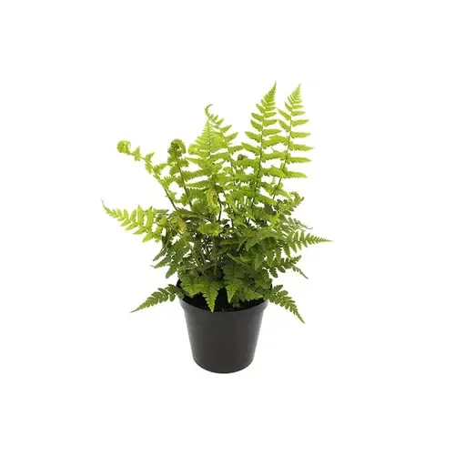 Junai.nl Dryopteris affinis | 20 cm hoog | 10 cm pot