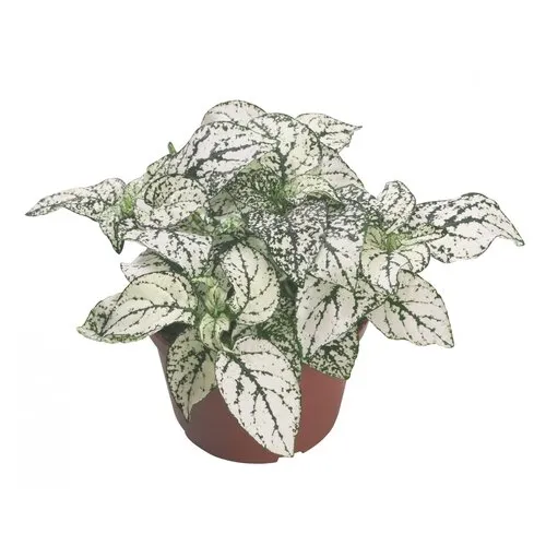Junai.nl Hypoestes phyllostachya Confetti Compact White | 8 cm pot | 10 cm hoog