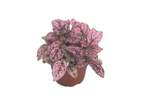 JUNAVERA Hypoestes phyllostachya Confetti Compact Roze | 8 cm pot | 10 cm hoog