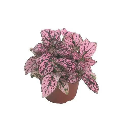 JUNAVERA Hypoestes phyllostachya Confetti Compact Roze | 8 cm pot | 10 cm hoog