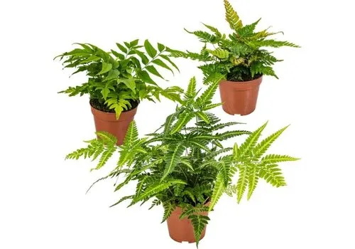 Junai.nl Buiten varen mix | 40 cm hoog | 17 cm pot | Verkoop per stuk