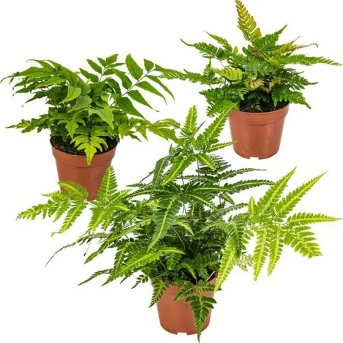 Junai.nl Buiten varen mix | 40 cm hoog | 17 cm pot | Verkoop per stuk