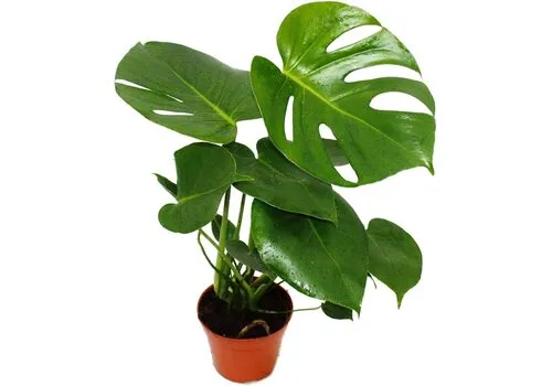 JUNAVERA Monstera deliciosa terrariumplant | 12 cm pot | 35 cm hoog