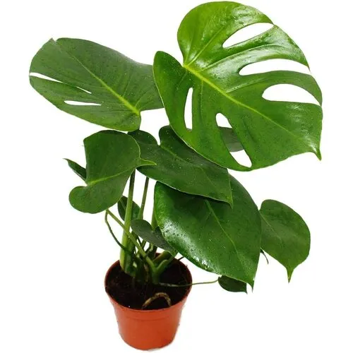 Junai.nl Monstera deliciosa terrariumplant | 12 cm pot | 35 cm hoog