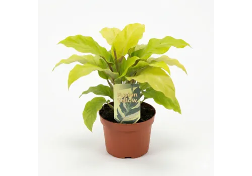 Junai.nl Calathea Fusion Yellow | 7 cm pot | 15 cm hoog