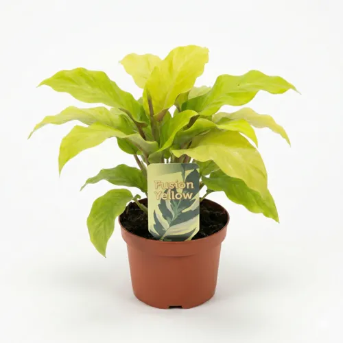 Junai.nl Calathea Fusion Yellow | 7 cm pot | 15 cm hoog